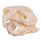 Real Guinea Pig Skeleton - Disarticulated