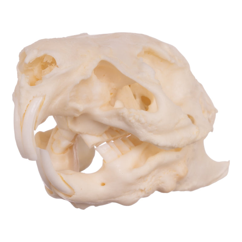 Real Guinea Pig Skeleton - Disarticulated