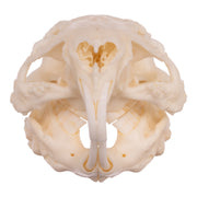 Real Guinea Pig Skeleton - Disarticulated