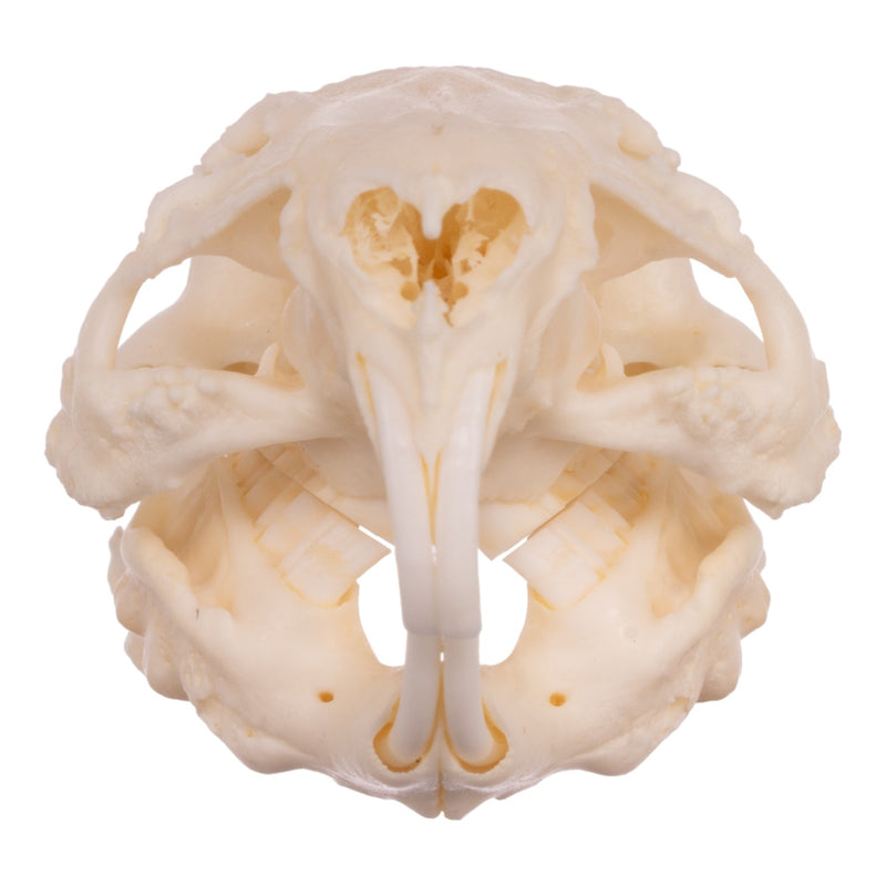 Real Guinea Pig Skeleton - Disarticulated