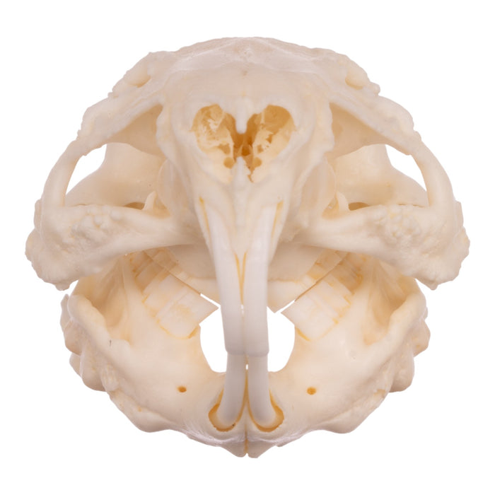 Real Guinea Pig Skeleton - Disarticulated