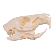 Real Guinea Pig Skeleton - Disarticulated