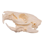 Real Guinea Pig Skeleton - Disarticulated