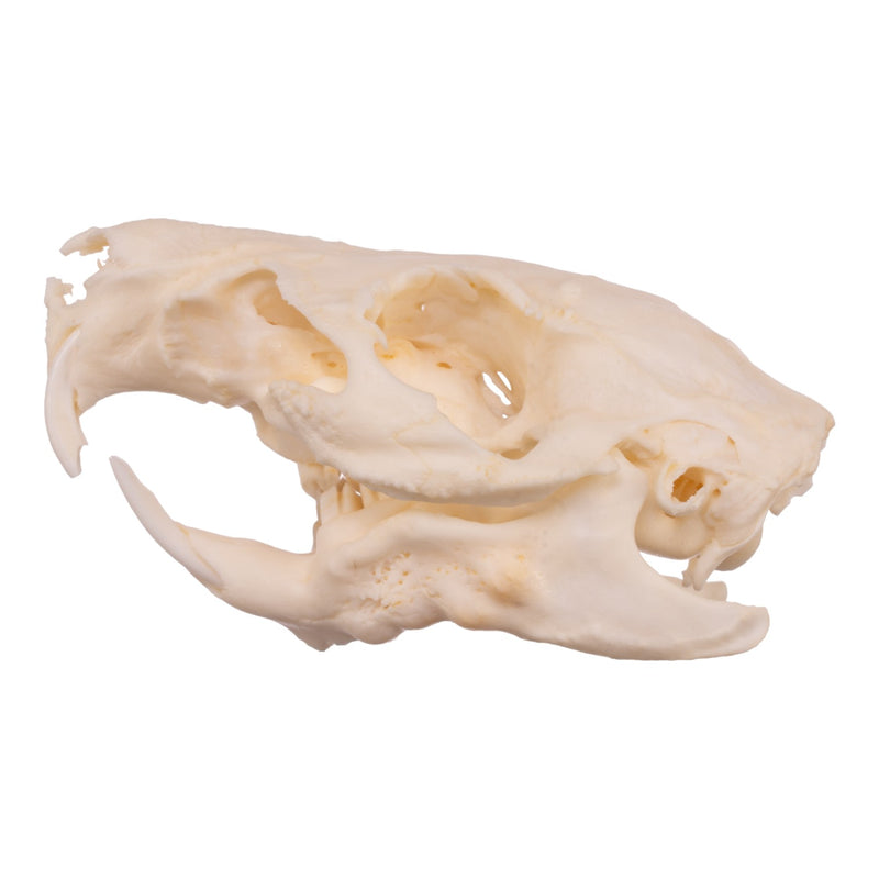 Real Guinea Pig Skeleton - Disarticulated