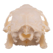 Real Guinea Pig Skeleton - Disarticulated