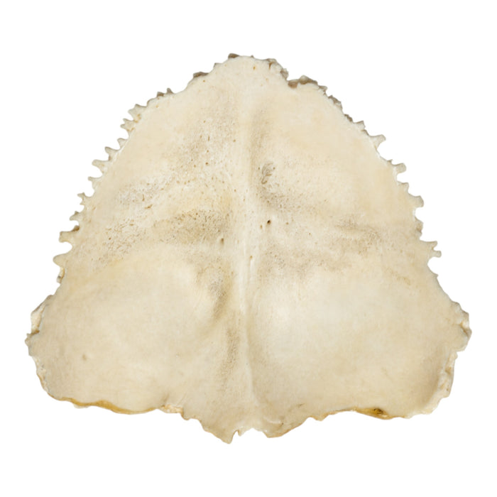 Real Human Child Occipital Bone