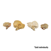 Real Human Child Temporal Bone - Single