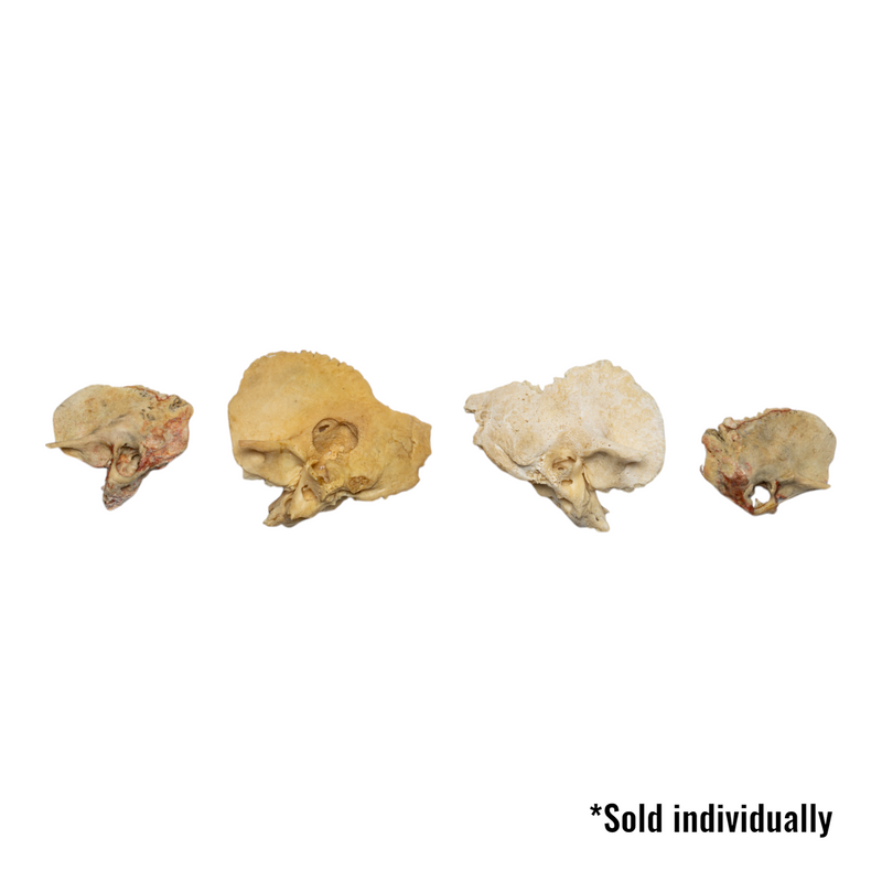 Real Human Child Temporal Bone - Single