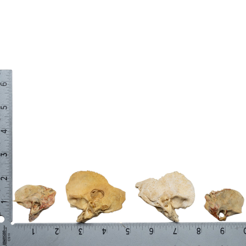 Real Human Child Temporal Bone - Single