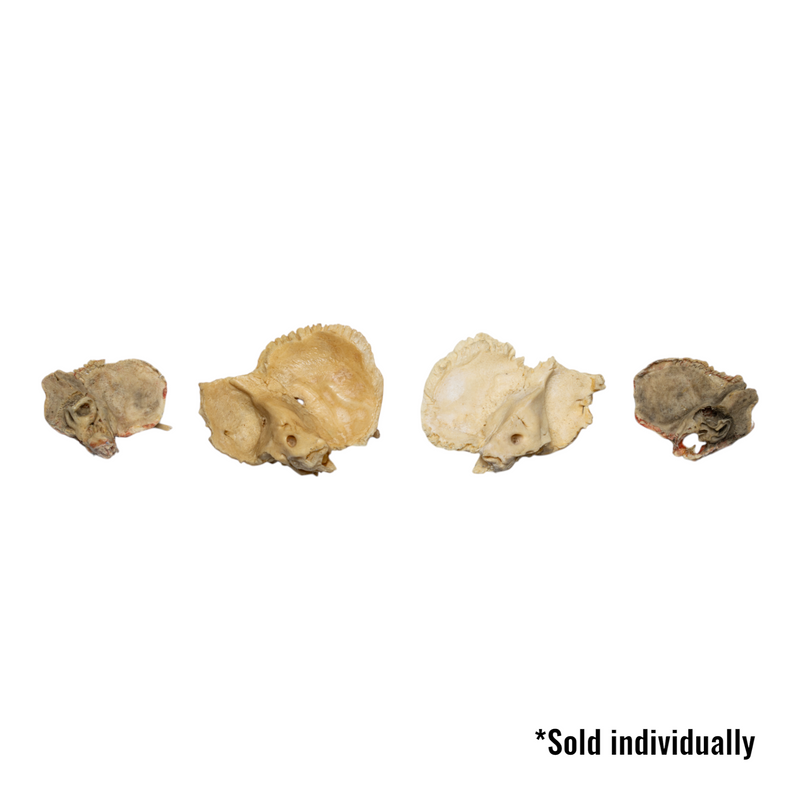 Real Human Child Temporal Bone - Single