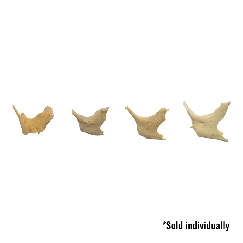 Real Human Child Zygomatic Bone - Single