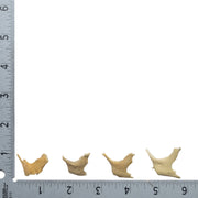 Real Human Child Zygomatic Bone - Single