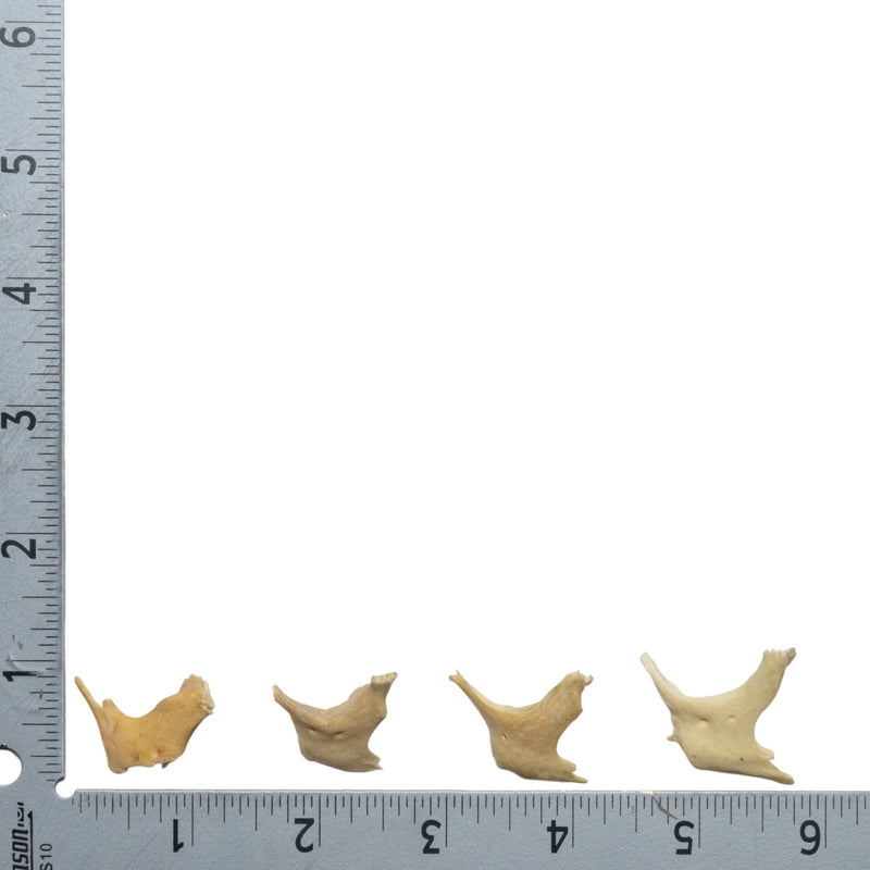 Real Human Child Zygomatic Bone - Single