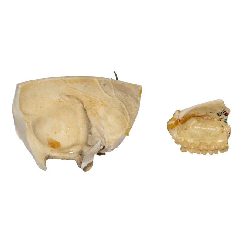 Replica Human Child Skull - Partial