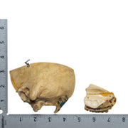 Replica Human Child Skull - Partial