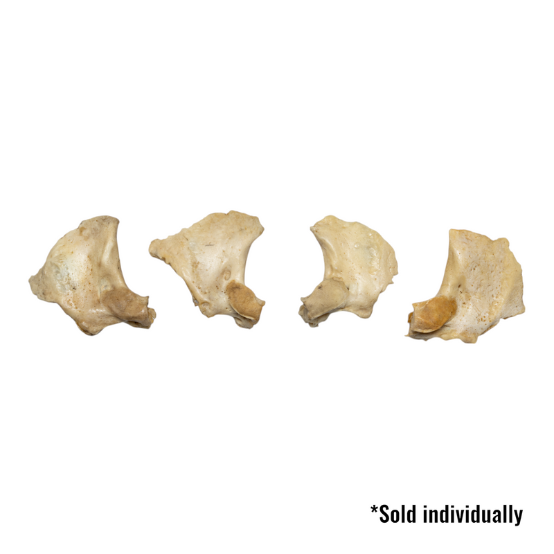 Real Human Child Exoccipital Bone - Single