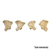 Real Human Child Exoccipital Bone - Single