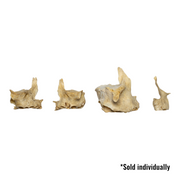 Real Human Child Maxillary Bone - Single