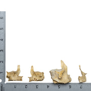 Real Human Child Maxillary Bone - Single