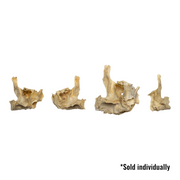 Real Human Child Maxillary Bone - Single
