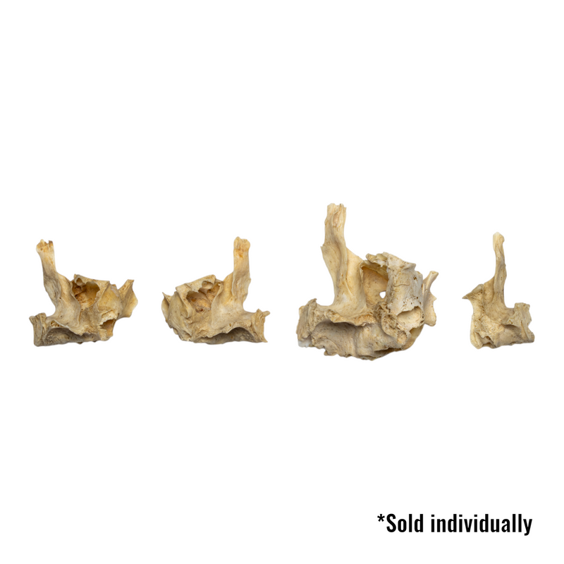 Real Human Child Maxillary Bone - Single