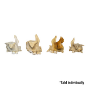 Real Human Child Maxillary Bone - Single