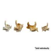 Real Human Child Maxillary Bone - Single