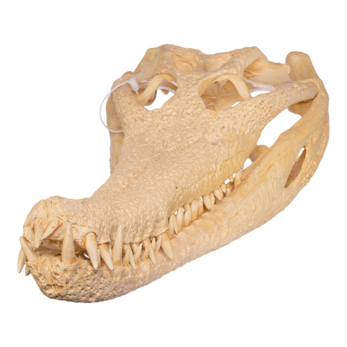 Replica False Gavial Skull (28 in.)