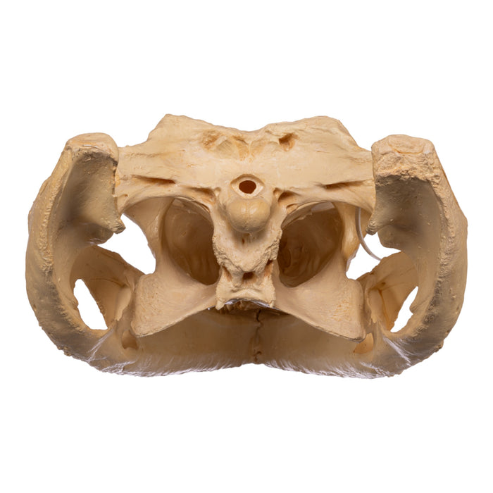 Replica False Gavial Skull (28 in.)