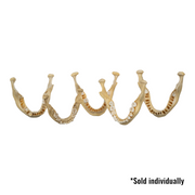 Real Human Mandible - Young (Single)