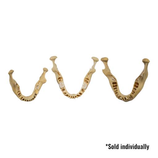 Real Human Mandible - Young (Single)