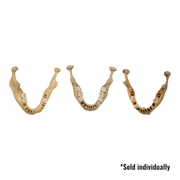 Real Human Mandible - Young (Single)