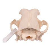 Real Domestic Dog Skull - Rottweiler