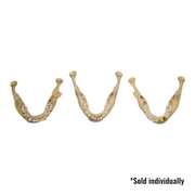 Real Human Mandible - Young (Single)