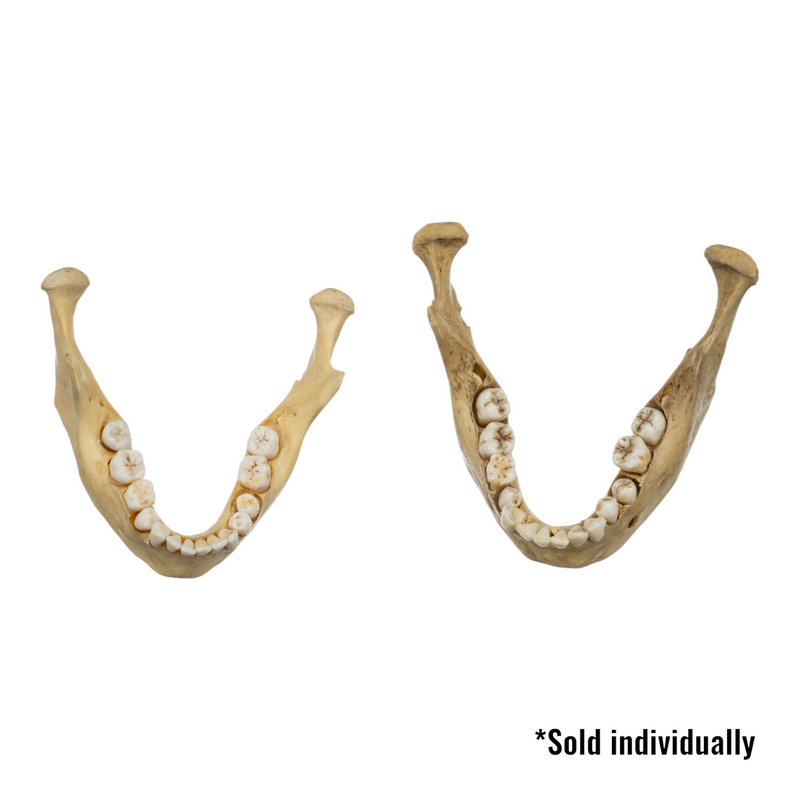 Real Human Mandible - Young (Single)