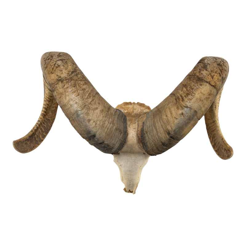 Real Bighorn Sheep Skull