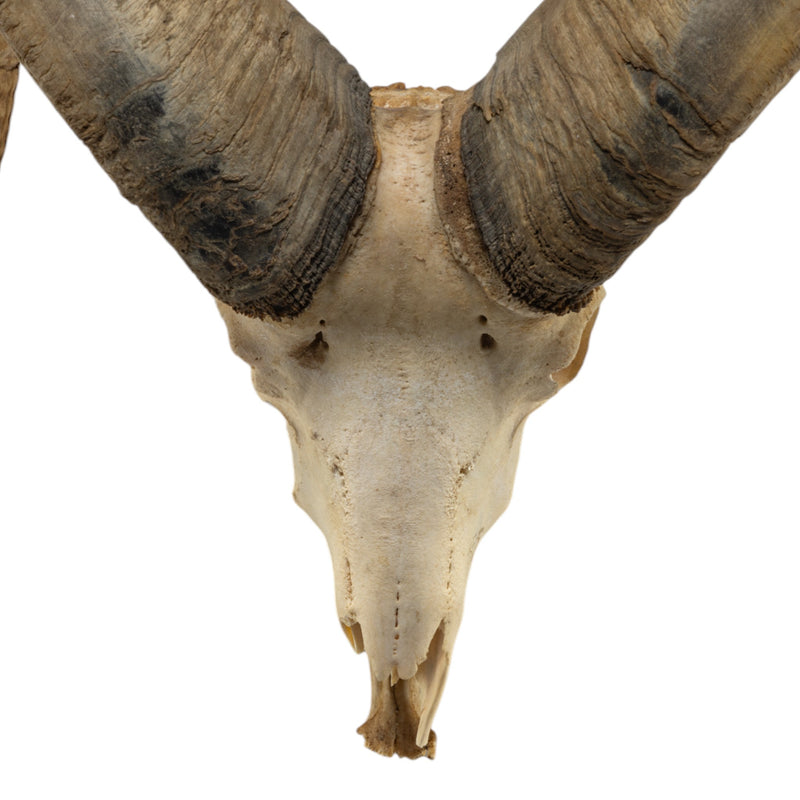Real Bighorn Sheep Skull