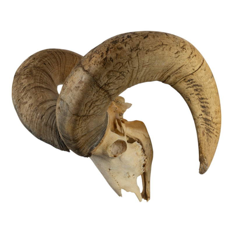 Real Bighorn Sheep Skull