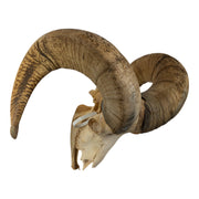 Real Bighorn Sheep Skull