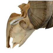 Real Bighorn Sheep Skull