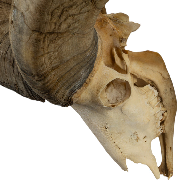 Real Bighorn Sheep Skull