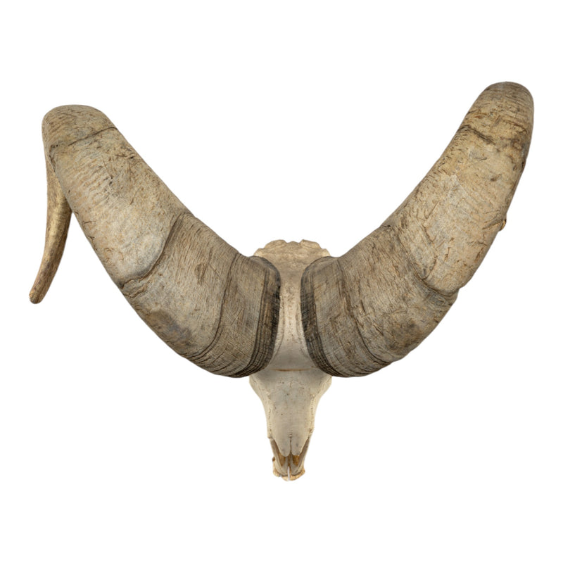 Real Bighorn Sheep Skull