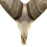 Real Bighorn Sheep Skull
