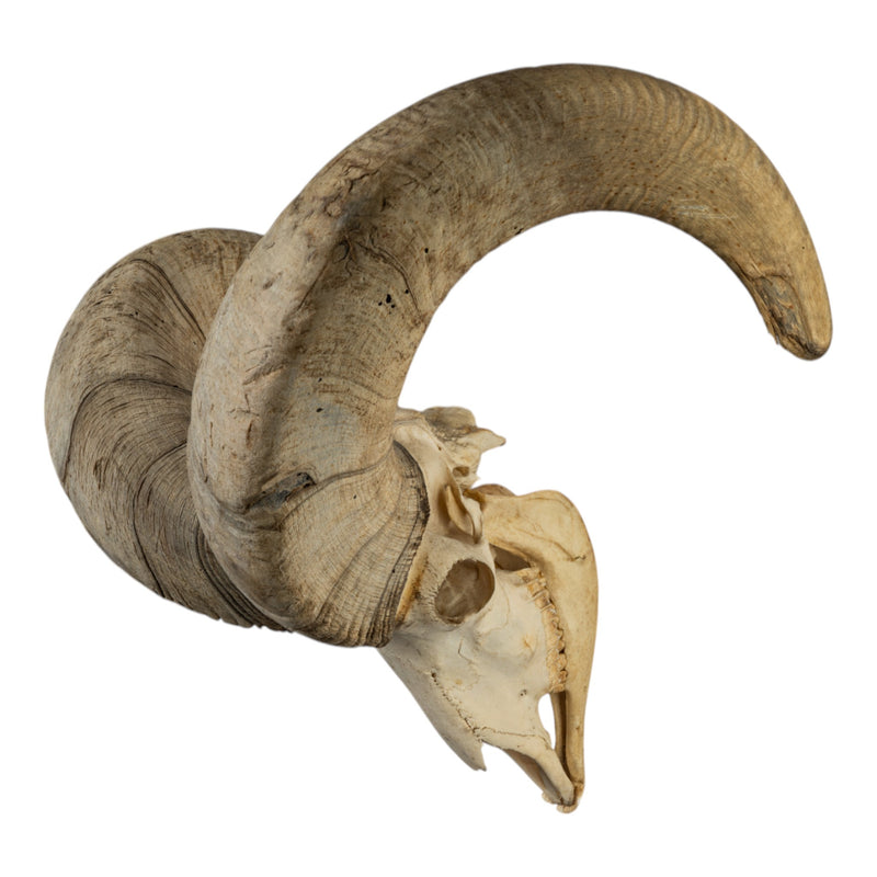 Real Bighorn Sheep Skull