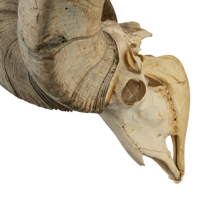 Real Bighorn Sheep Skull
