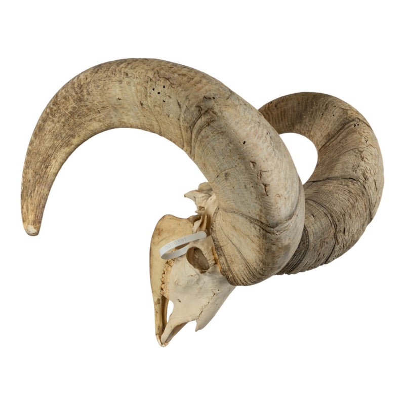 Real Bighorn Sheep Skull