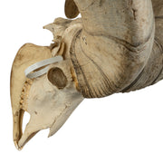 Real Bighorn Sheep Skull