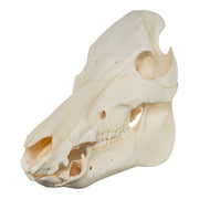 Real Domestic Pig Skull - No Tusks