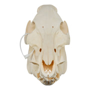 Real Domestic Pig Skull - No Tusks