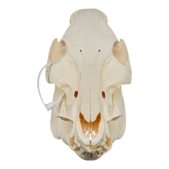 Real Domestic Pig Skull - No Tusks